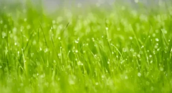 【FX初心者】投資の世界で隣の芝生は青く見えることもあるが、気にするのは自分のトレードのみ。他人のトレードは気にするな。